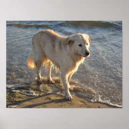Hond Aan De Kust Poster