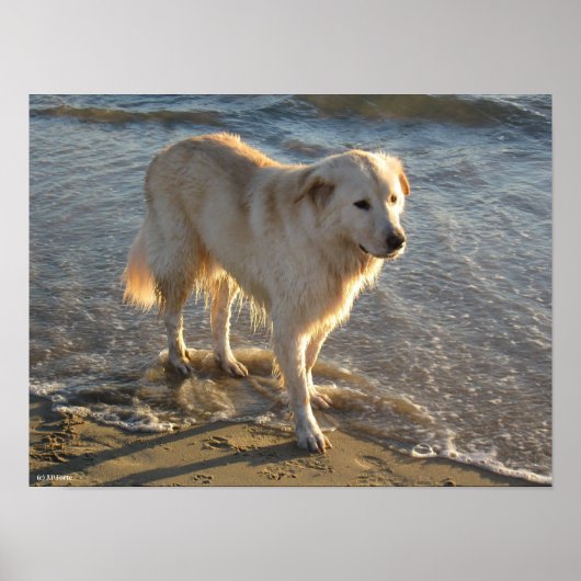 Hond Aan De Kust Poster (Voorkant)