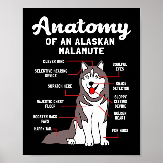 Hond Alaskan Malamute Anatomie Grappig Malamute Poster (Voorkant)