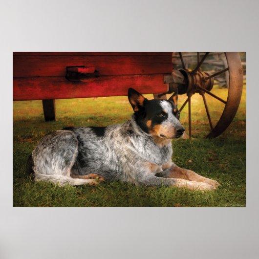 Hond - Altijd Trouw Poster (Voorkant)
