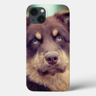 Hond, Australische herder, huisdier Case-Mate iPhone Case