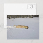 Hond begraven in sneeuw briefkaart (Voorkant / Achterkant)