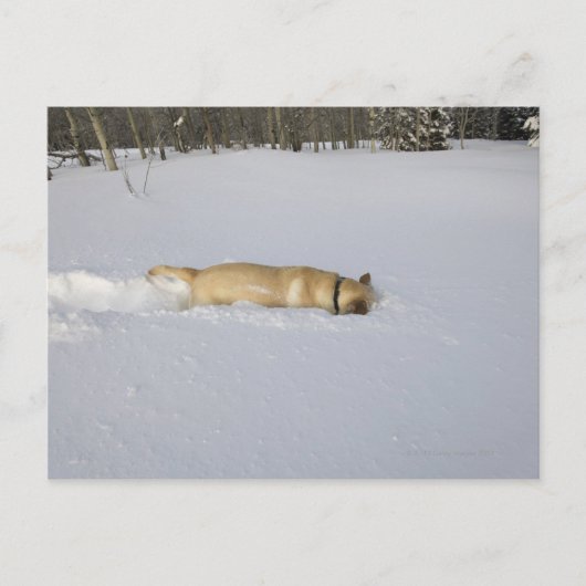 Hond begraven in sneeuw briefkaart (Voorkant)