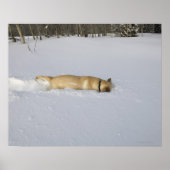 Hond begraven in sneeuw poster (Voorkant)