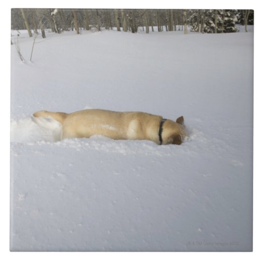 Hond begraven in sneeuw tegeltje (Voorkant)