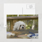 Hond bij picknicktafel briefkaart (Voorkant / Achterkant)