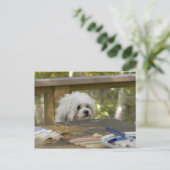 Hond bij picknicktafel briefkaart (Staand voorkant)
