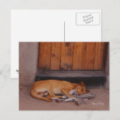 Hond bij Rest briefkaart (Voorkant / Achterkant)