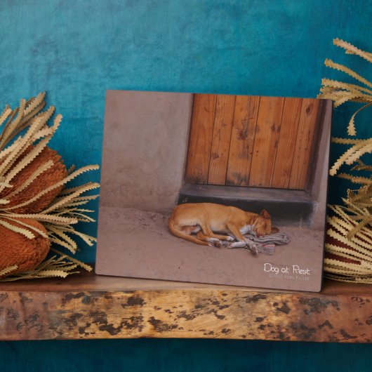 Hond bij Rest Fotoplaat (Zijkant)