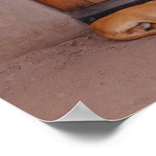 Hond bij Rest Poster (Hoek)