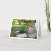 Hond bij rotspartij in de tuin kaart (Voorkant)