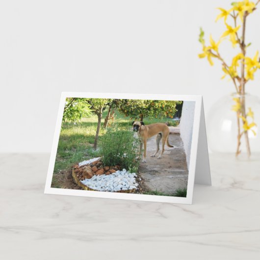 Hond bij rotstuin in de tuin kaart (Gele Bloem)