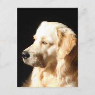 hond briefkaart