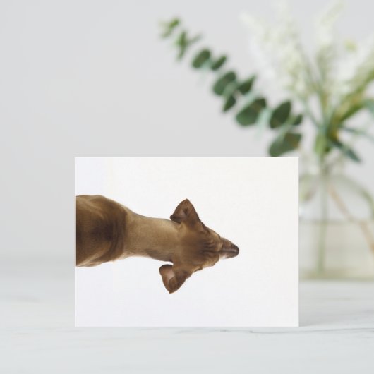 hond briefkaart (Staand voorkant)