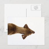 hond briefkaart (Voorkant / Achterkant)