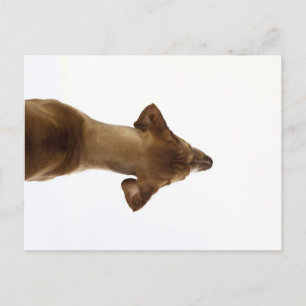 hond briefkaart