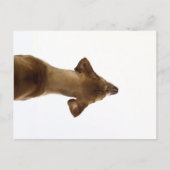 hond briefkaart (Voorkant)