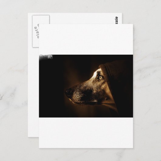 hond briefkaart (Voorkant / Achterkant)