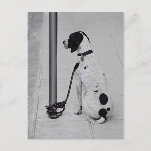 Hond Briefkaart (Voorkant)