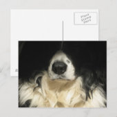 Hond close-up briefkaart (Voorkant / Achterkant)