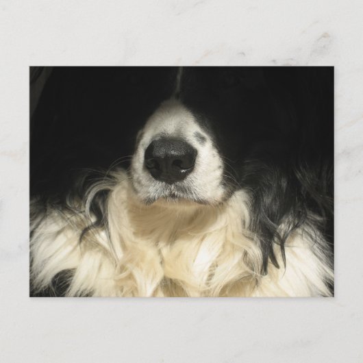 Hond close-up briefkaart (Voorkant)