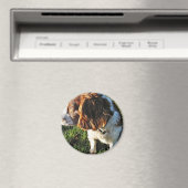 Hond Cocker Spaniel Zittend Magneet (Insitu (Vaatwasser))