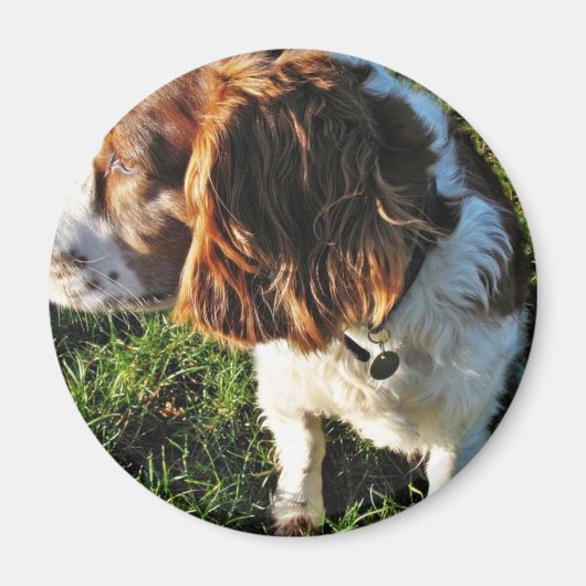 Hond Cocker Spaniel Zittend Magneet (Voorkant)