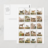 Hond Collectie in  stijl Briefkaart (Voorkant / Achterkant)