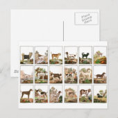 Hond Collectie in stijl Briefkaart (Voorkant / Achterkant)