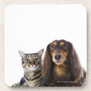 hond (Dachshund) en kat (Japanse kat) op wit Drankjes Onderzetter