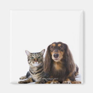 hond (Dachshund) en kat (Japanse kat) op wit Magneet