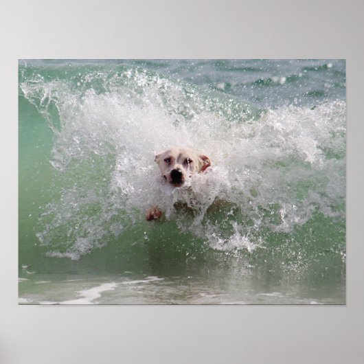 Hond die door oceaangolf rent, Branding, Strand Poster (Voorkant)