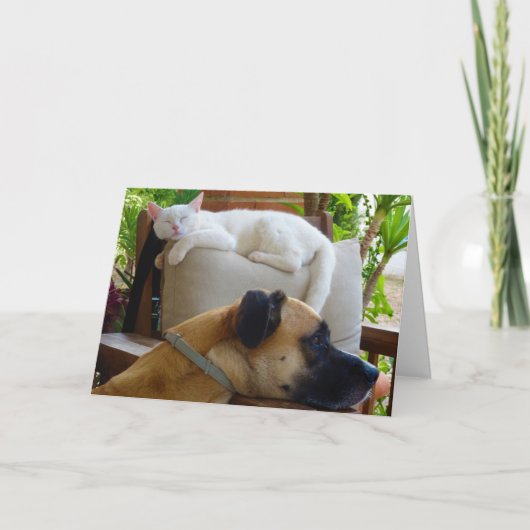 Hond die in stoel met witte kitten rust kaart (Voorkant)