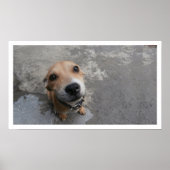 Hond die omhoog kijkt poster (Voorkant)