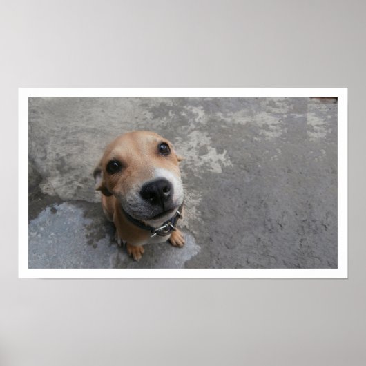 Hond die omhoog kijkt poster (Voorkant)