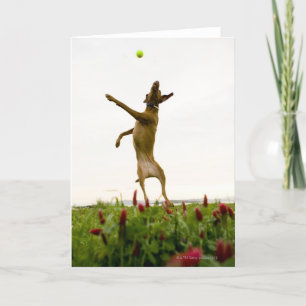 Hond die tennisbal in mid-air vangen kaart