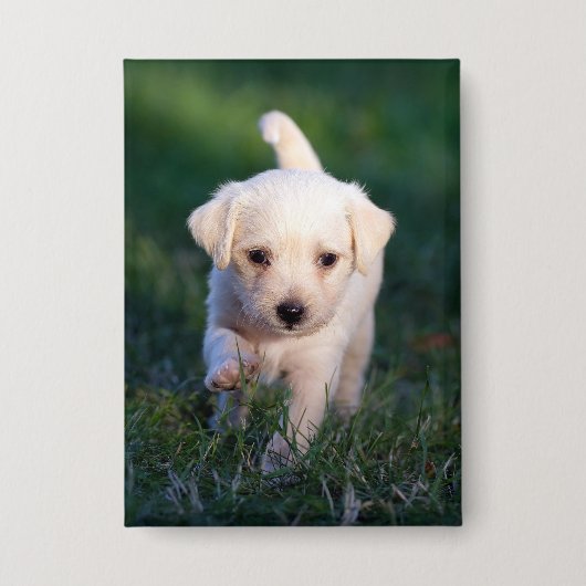 Hond, dier, puppy button (Voorkant)