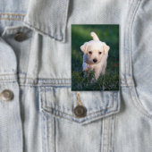 Hond, dier, puppy button (Insitu)