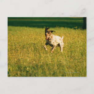 Hond door gras briefkaart
