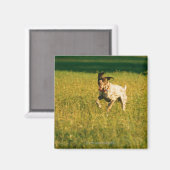 Hond door gras magneet (Voorkant / Achterkant)