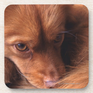 hond drankjes onderzetter