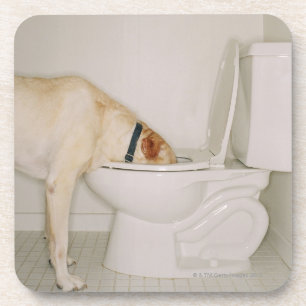 Hond drink uit het toilet bier onderzetter
