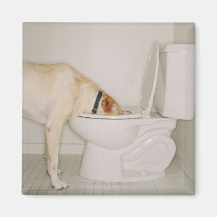 Hond drink uit het toilet magneet