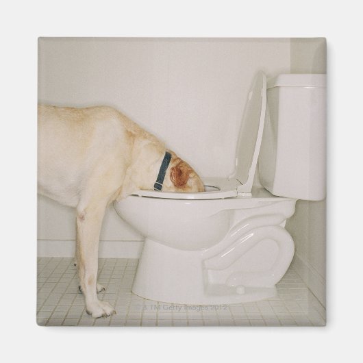 Hond drink uit het toilet magneet (Voorkant)