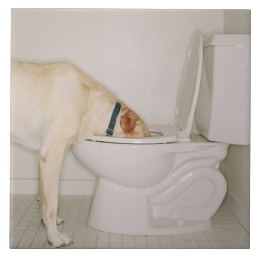 Hond drink uit het toilet tegeltje (Voorkant)