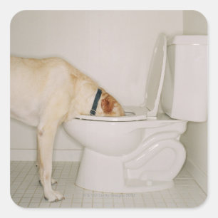 Hond drink uit het toilet vierkante sticker