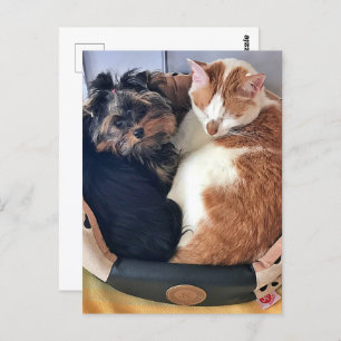 Hond en kat, Postcrossing Briefkaart
