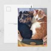 Hond en kat, Postcrossing Briefkaart (Voorkant / Achterkant)