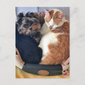 Hond en kat, Postcrossing Briefkaart (Voorkant)