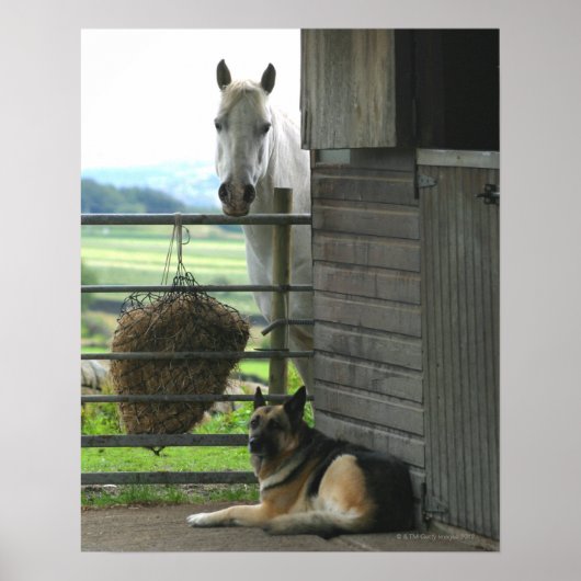 Hond en paard op ranch in Menton, Frankrijk Poster (Voorkant)